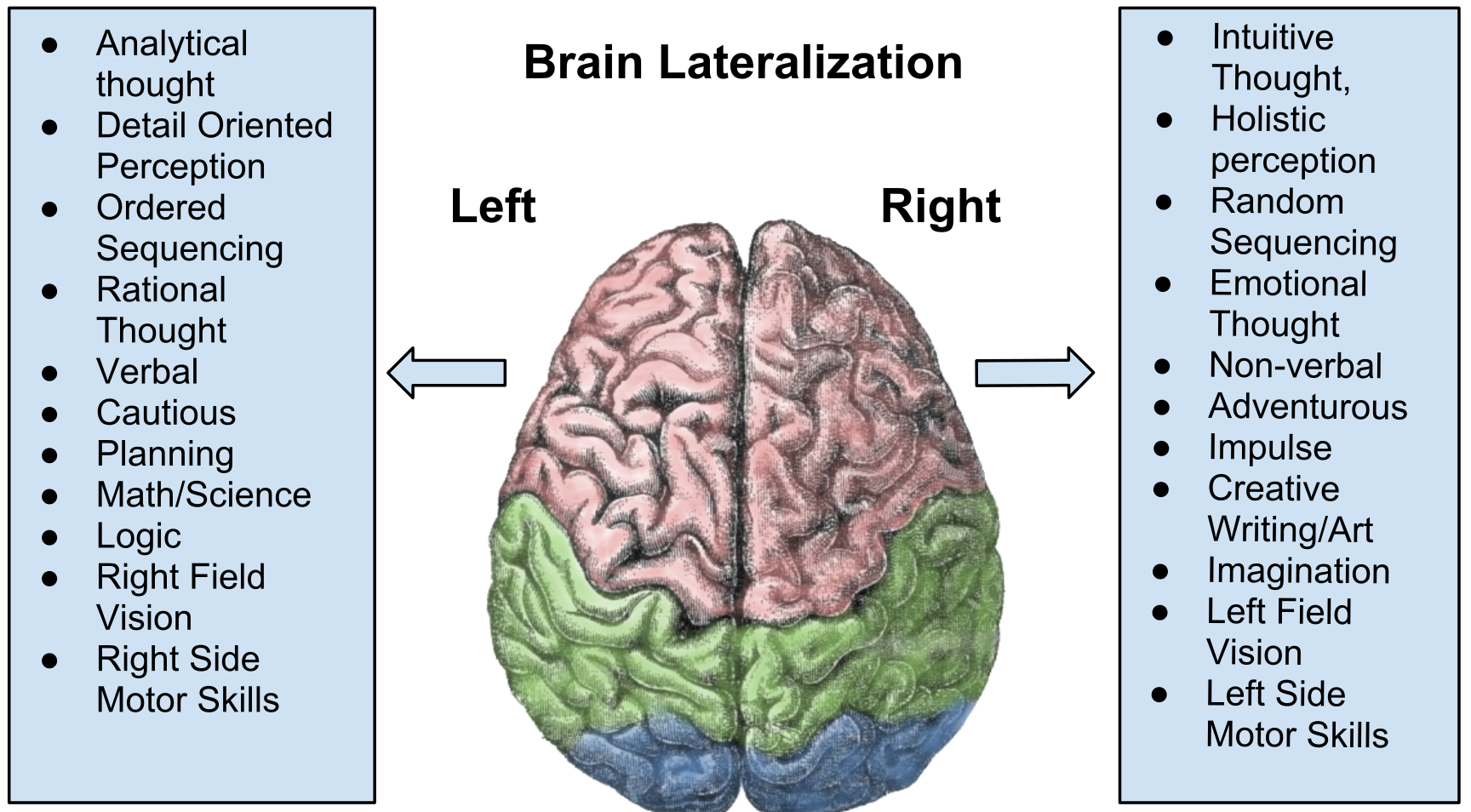 Lateralization of the human brain.
