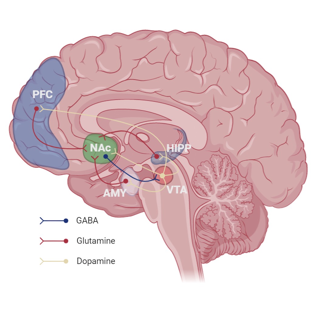 Diagram showing some of the key components of the mesocorticolimbic ('reward') circuit.