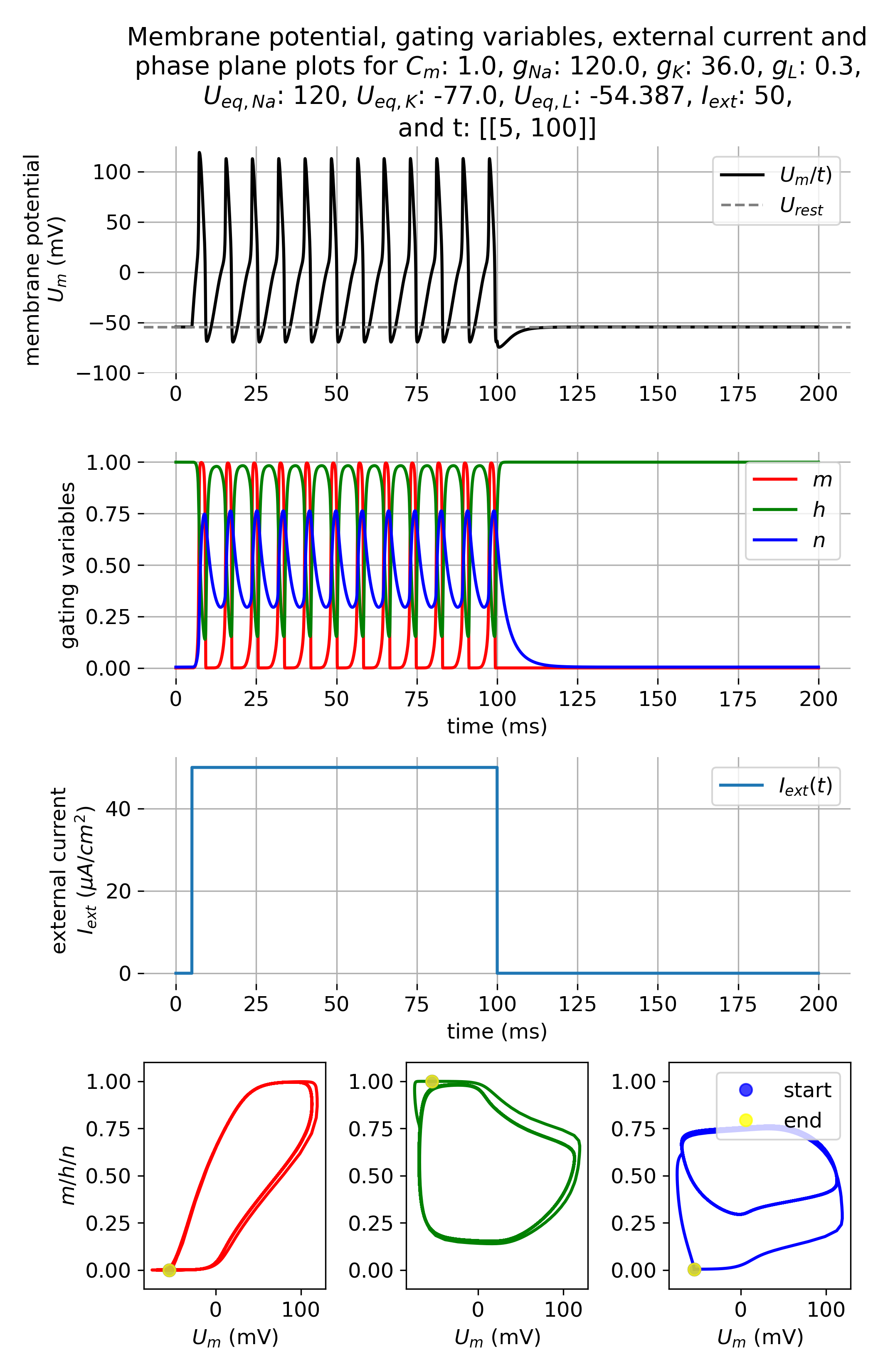 Membrane potential and gating variables during an action potential.